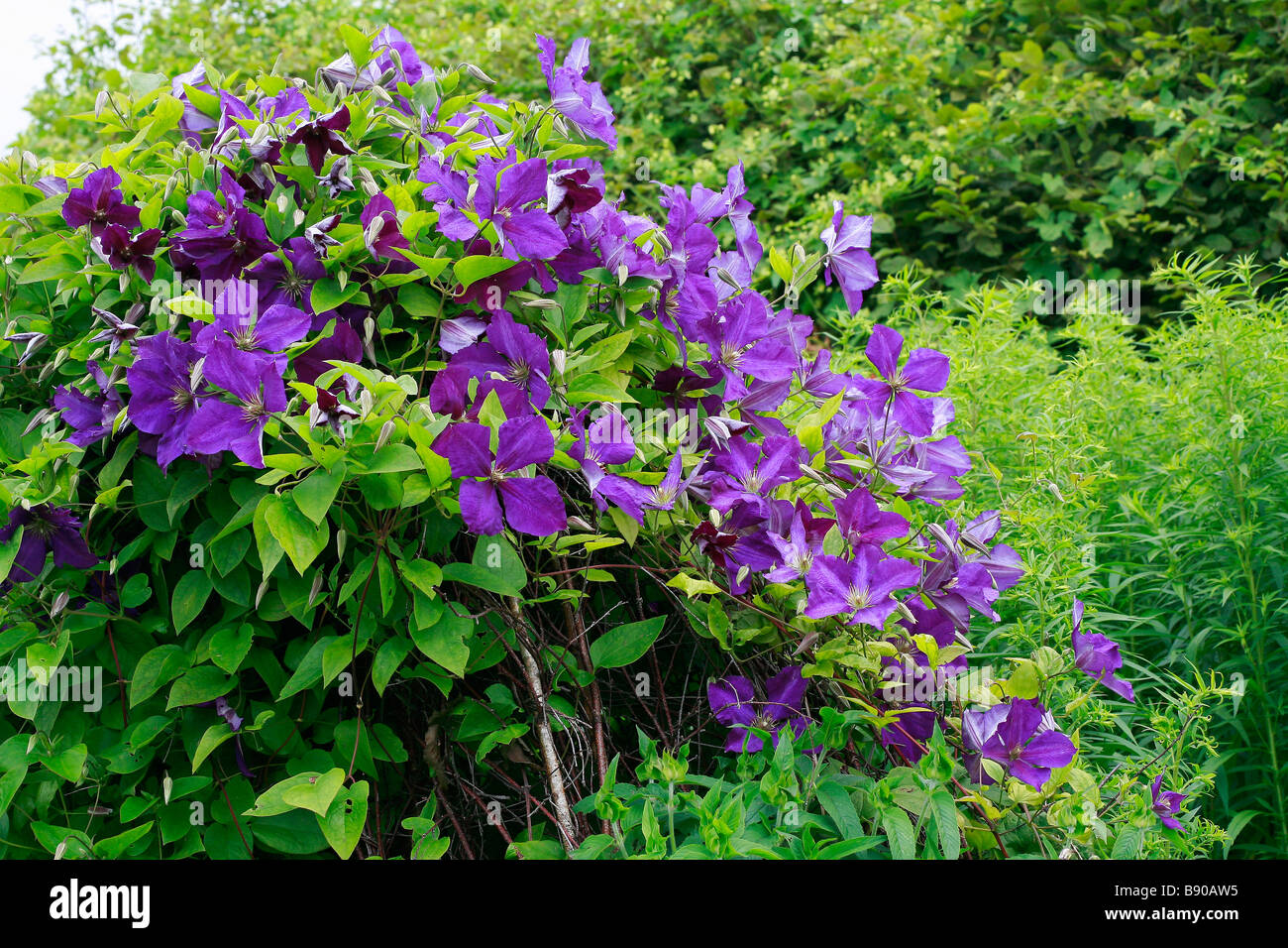 Clematis Stockfotos & Clematis Bilder - Alamy