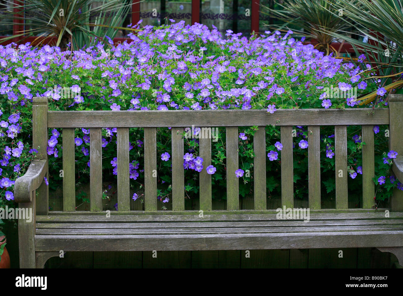 Geranium Gerwat Rozanne Stockfoto