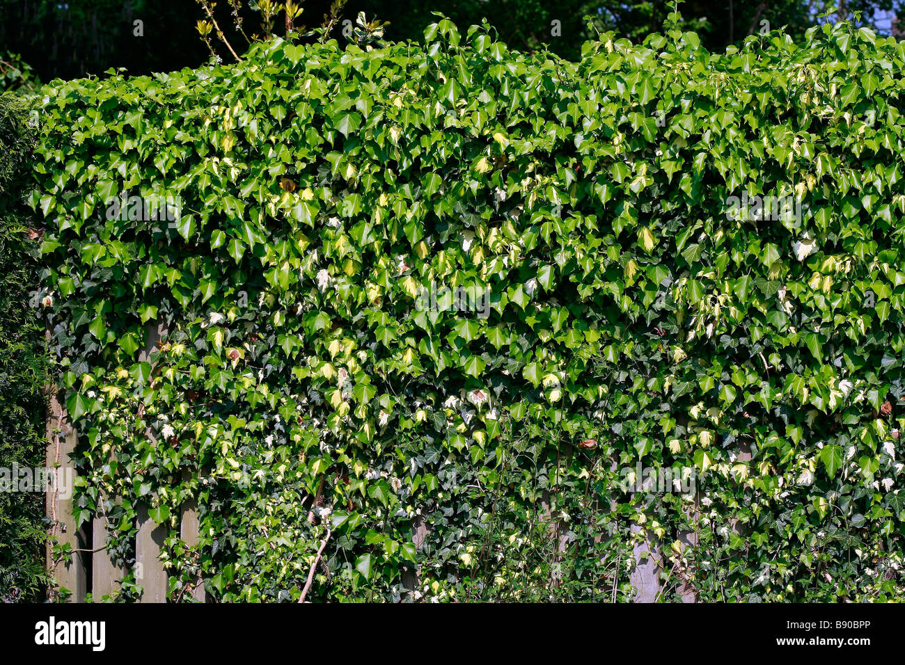 Hedera Helix Goldheart Stockfoto