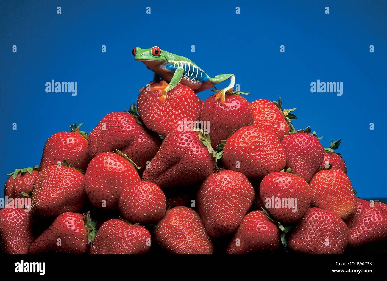 FL1116, Kitchin/Hurst; Frosch Haufen Erdbeeren Stockfoto