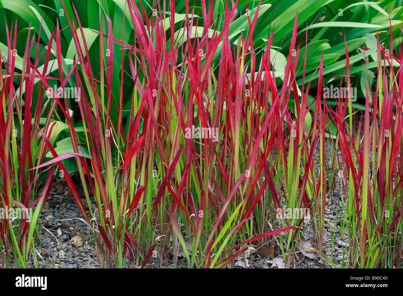 Imperata Cylindrica Rubra Stockfotografie Alamy