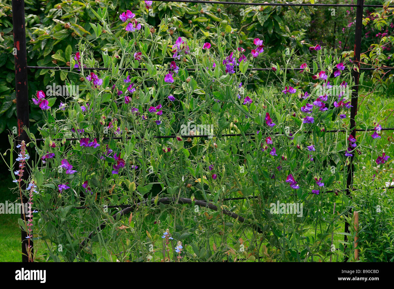 Lathyrus-man Stockfoto