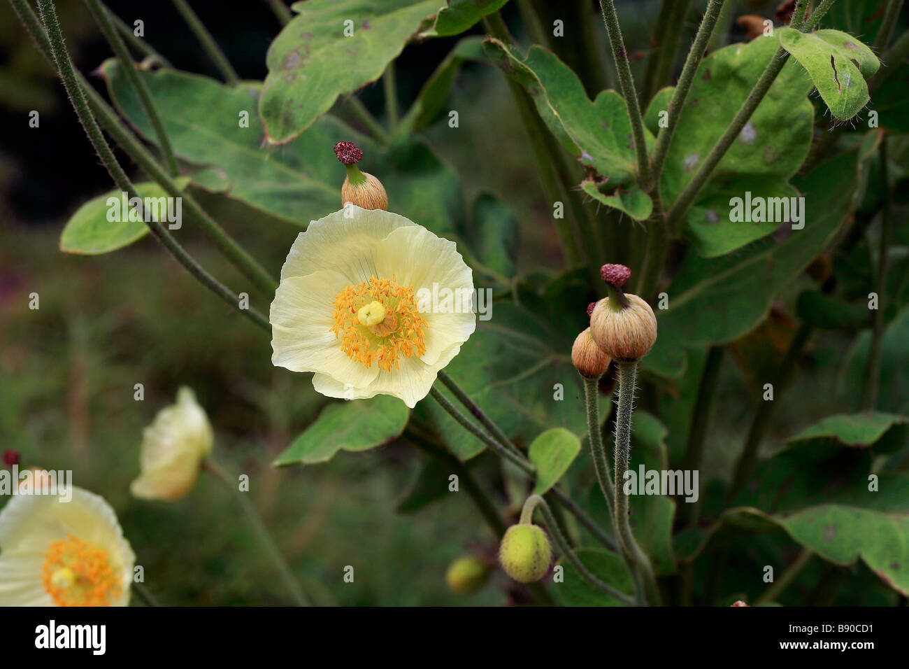 Meconopsis napaulensis Stockfoto