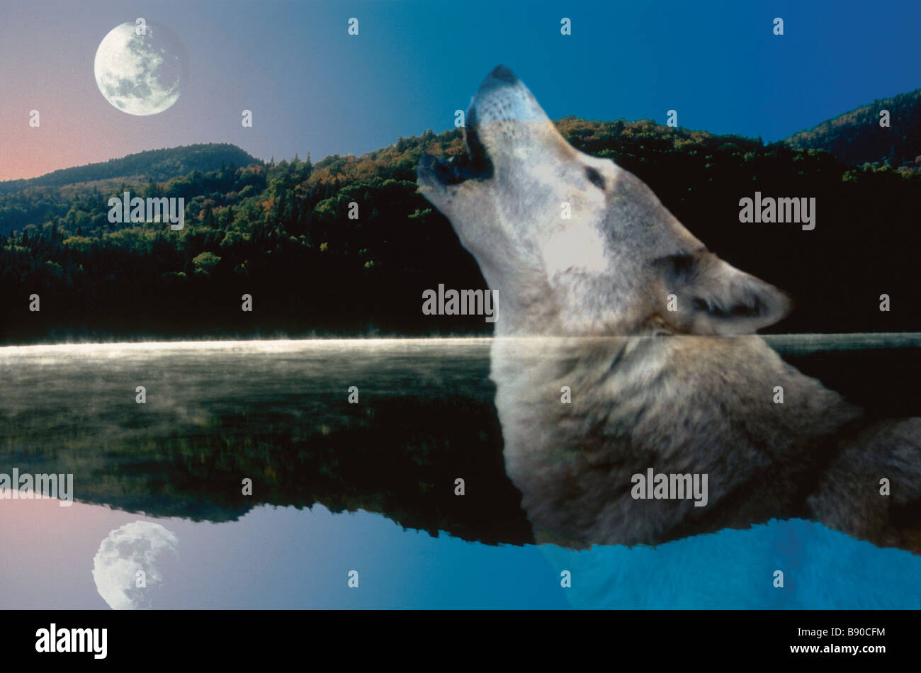 FL1149, Kitchin/Hurst; Wolf Howling Moon Stockfoto
