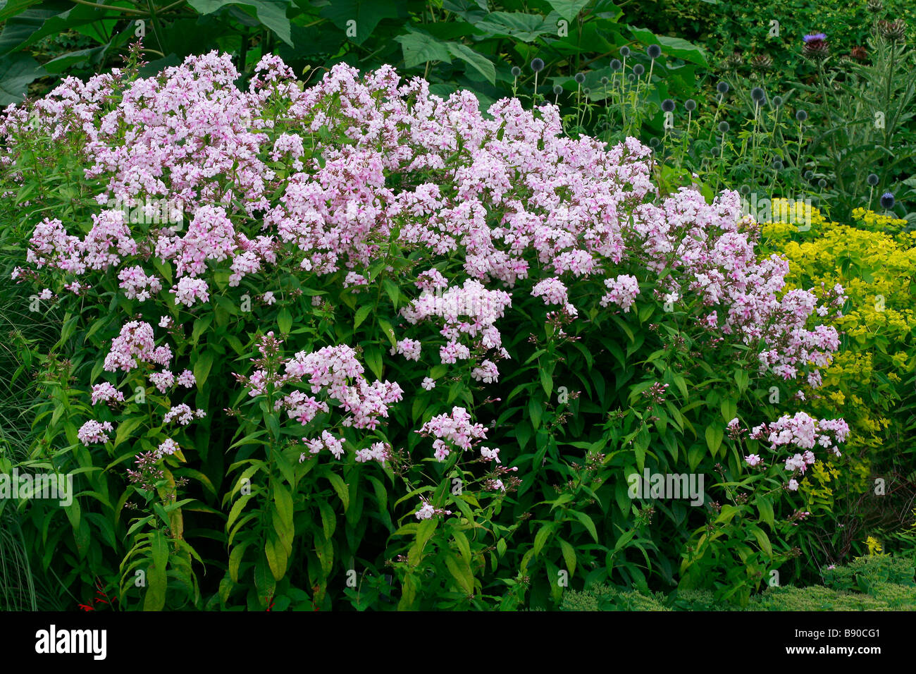 Phlox Paniculata 'Entdeckung' Stockfoto
