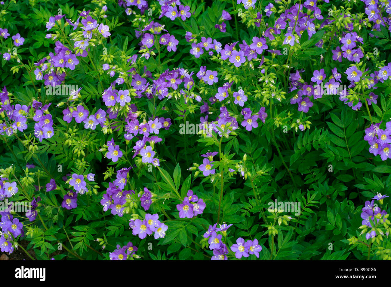 Polemonium Reptans "Lambrook Mauve" Stockfoto