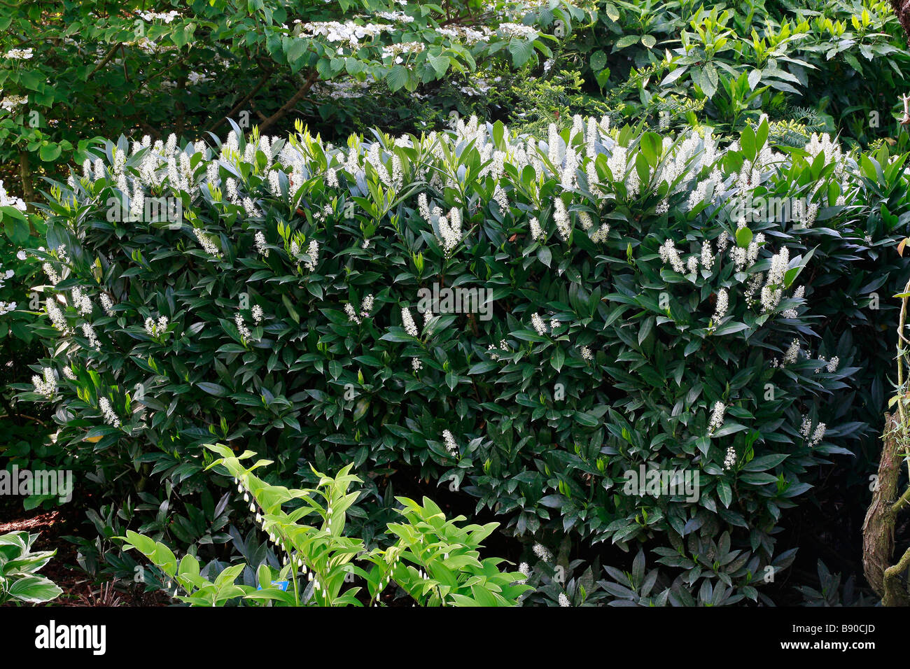 Prunus Laurocerasus 'Otto Luyken' Stockfoto