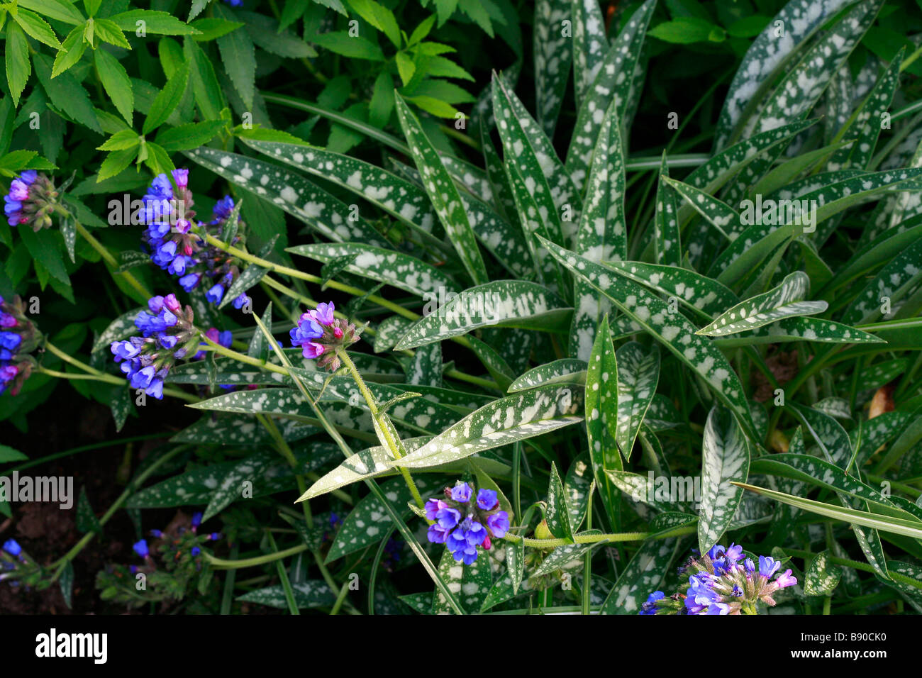 Pulmonaria Longifolia "E. B. Anderson" Stockfoto