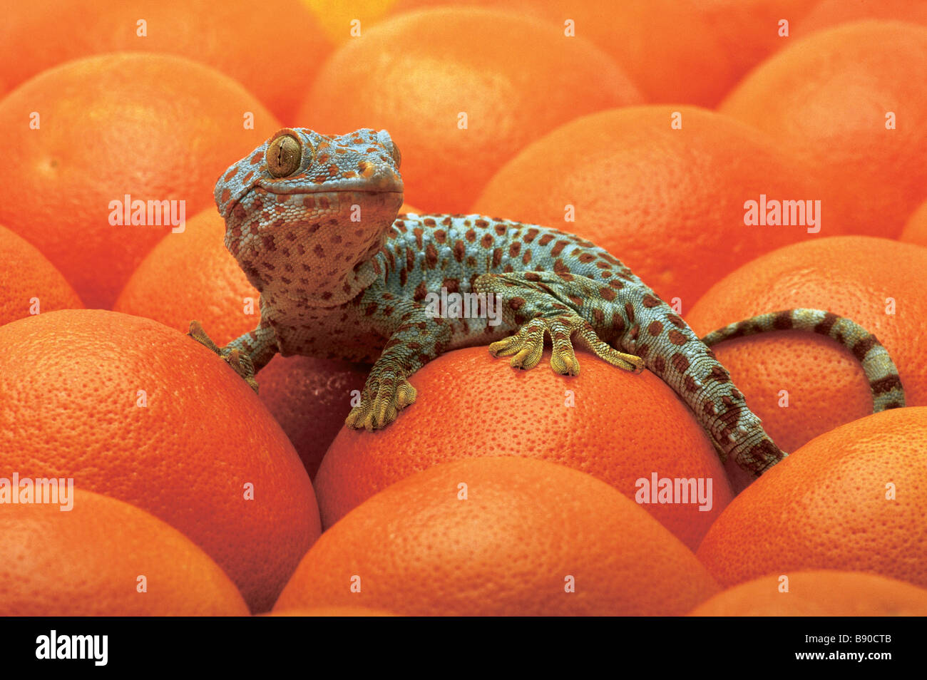 FL1179, Kitchin/Hurst; Gefleckte Eidechse Orangen Stockfoto