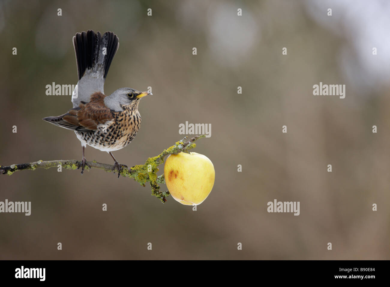Wacholderdrossel Turdus Pilaris mit Apfel Stockfoto