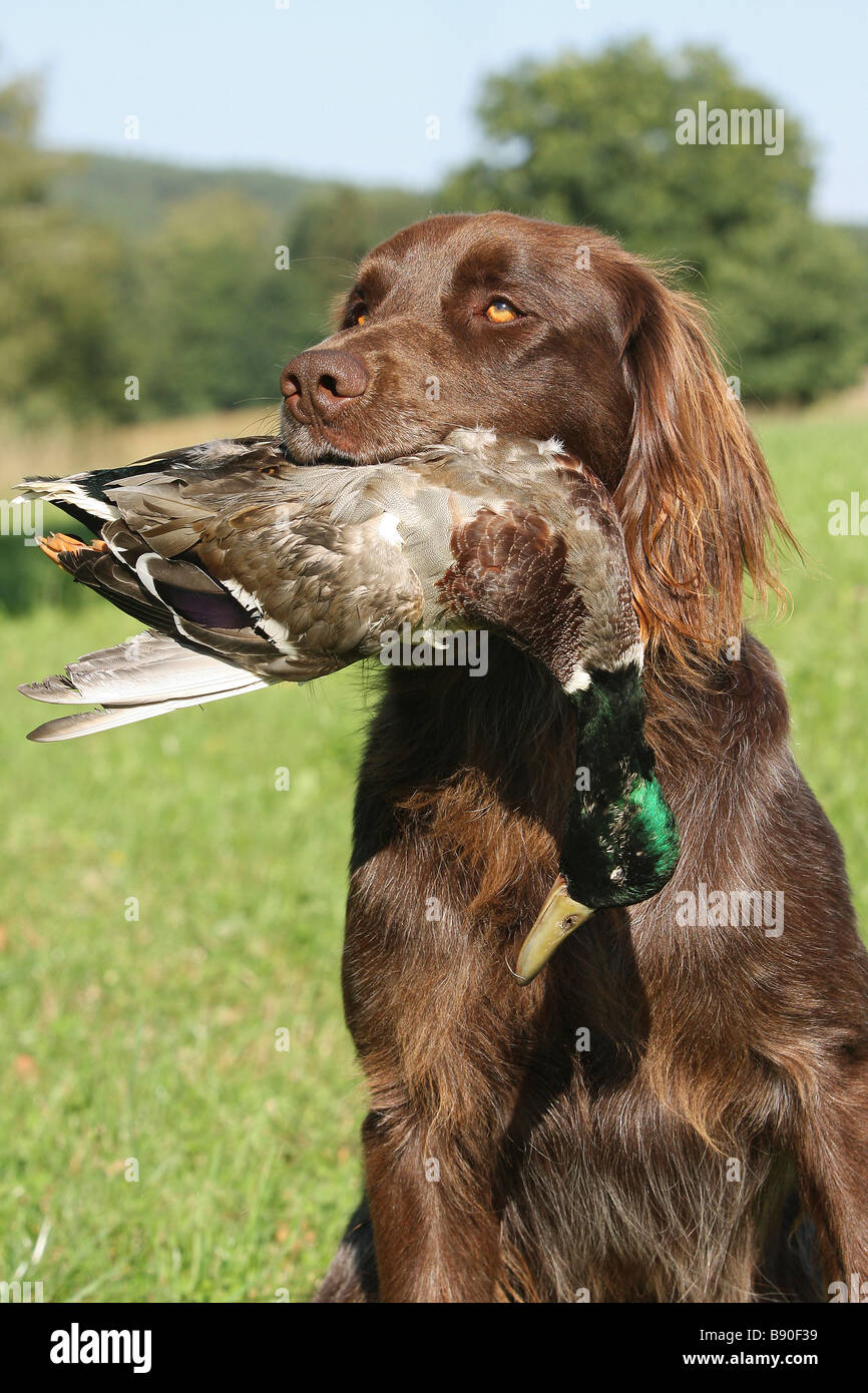 Langhaariger Schoßhund Langhaariger Schoßhund