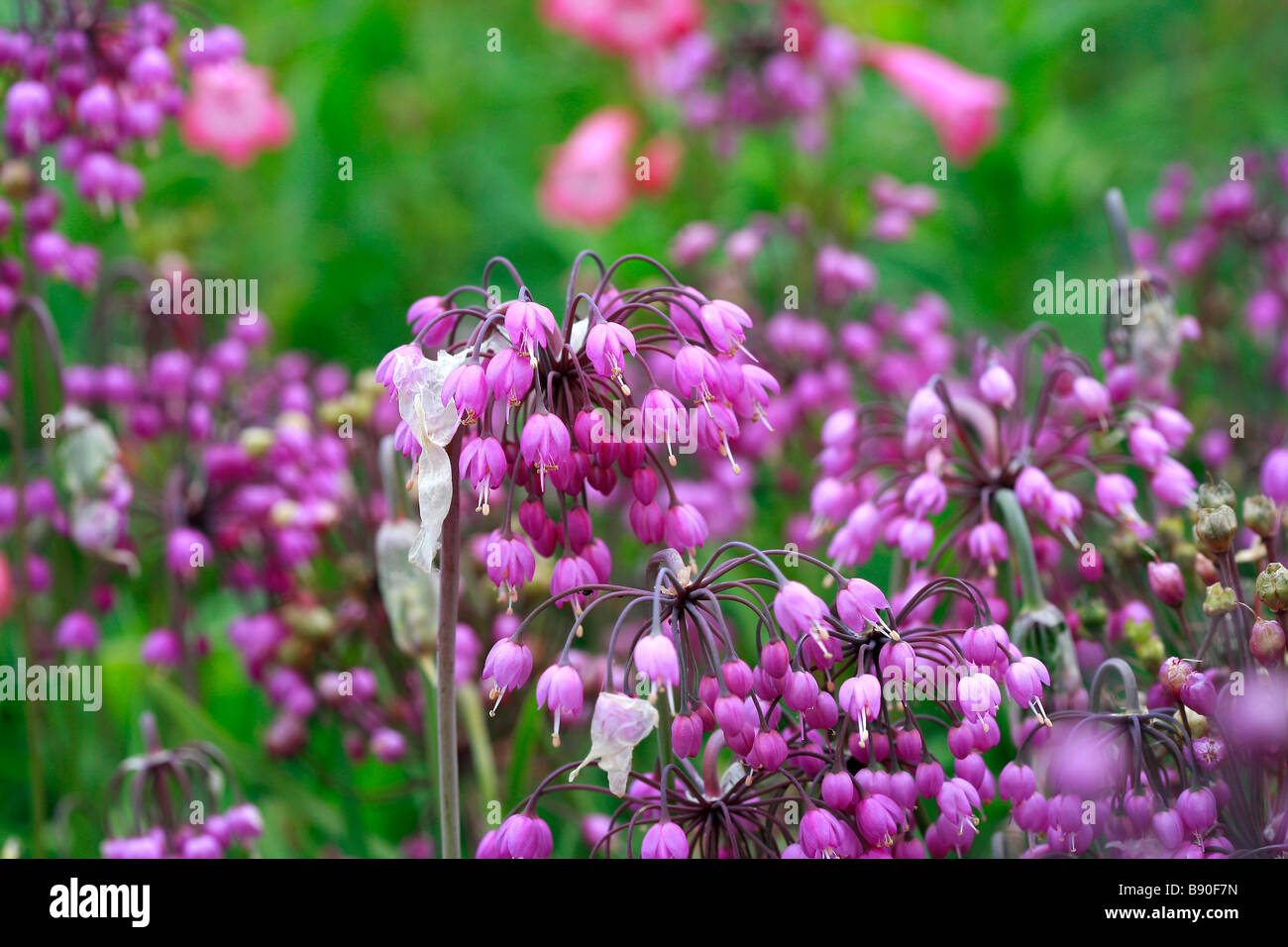 Allium Cernuum Leo Stockfoto