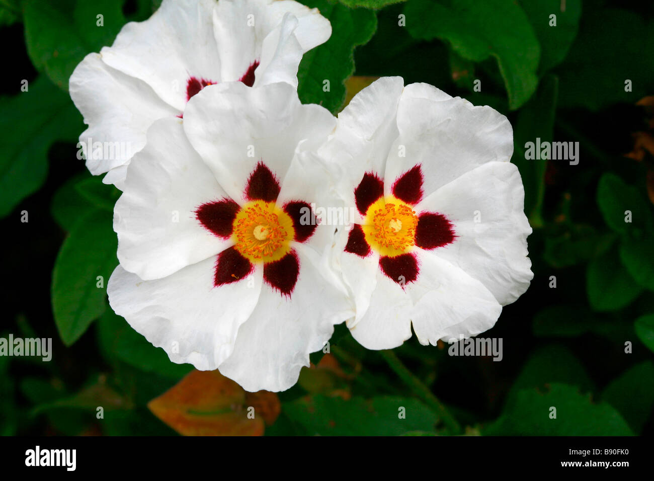 Cistus Cyprius, Rock rose Stockfoto