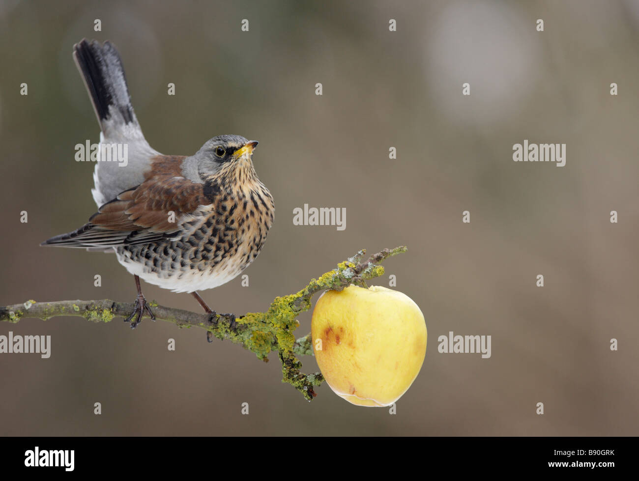 Wacholderdrossel Turdus Pilaris mit Apfel Stockfoto