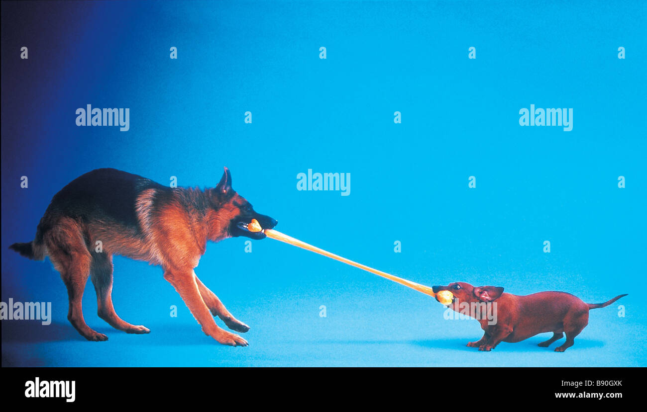FL3052, KITCHIN/HURST; Hunde spielen Tauziehen über Kautschuk Knochen Stockfoto