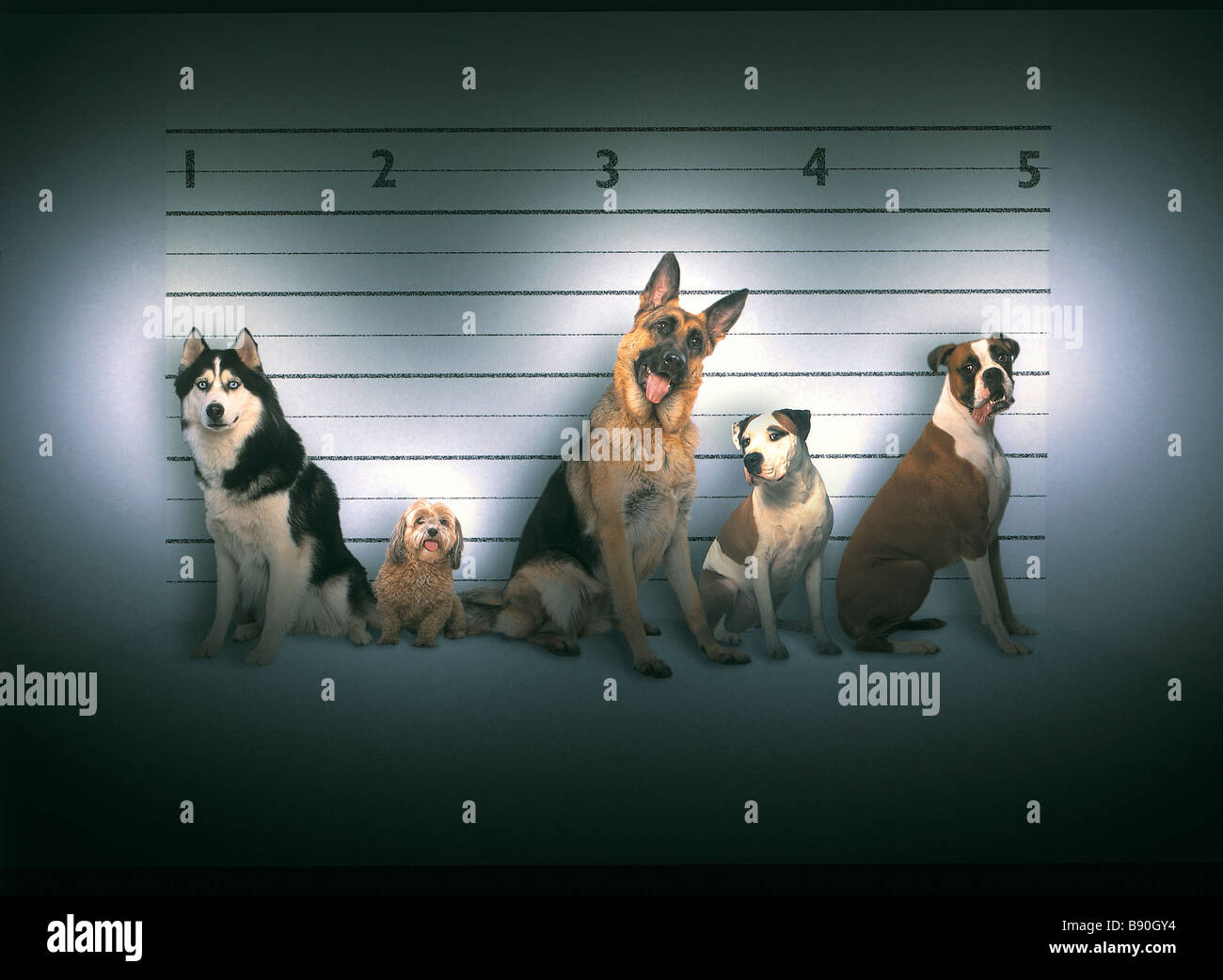 FL3053, KITCHIN/HURST; Kriminelle Line-up schlechte Hunde Stockfoto