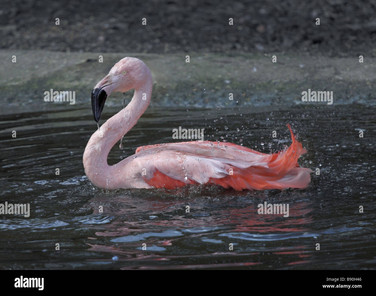 Chilenische Flamingo (Phoenicopterus Chilensis) schwimmen Stockfoto