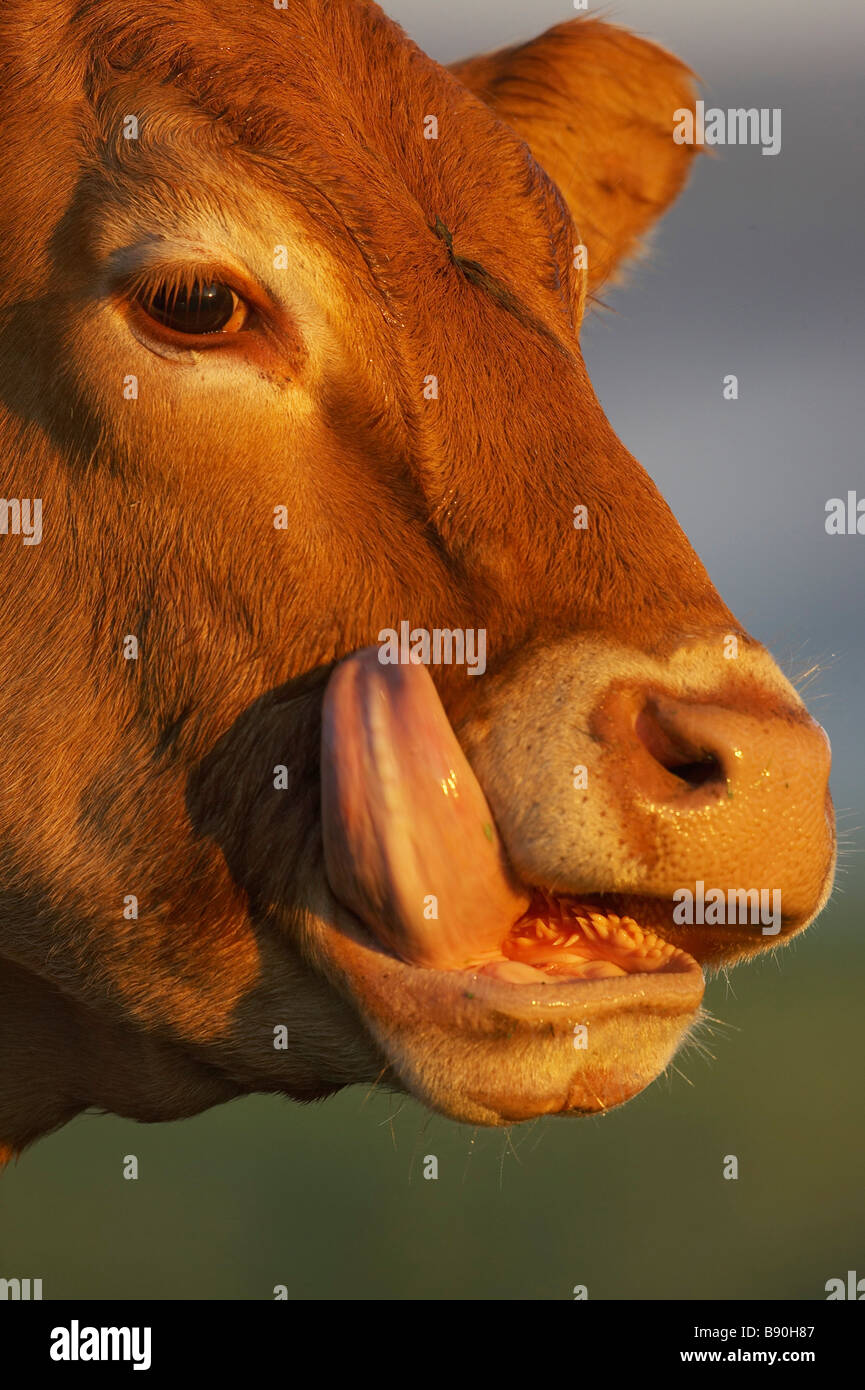 Hausrind (Bos Primigenius, Bos Taurus), close-up der Kuh Gesicht mit der Zunge lecken Stockfoto