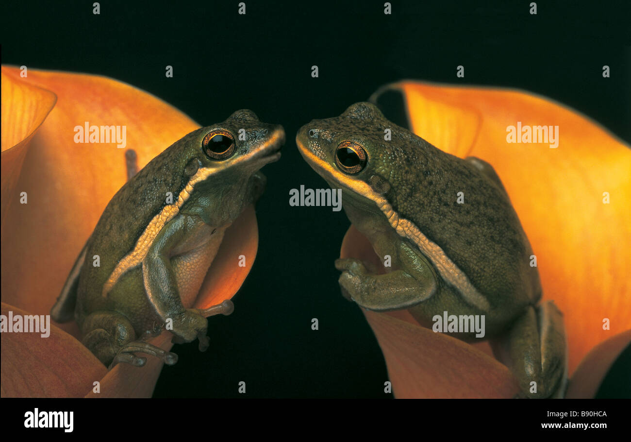 FL3084, KITCHIN/HURST; Frösche küssen Lilien sitzen Stockfoto