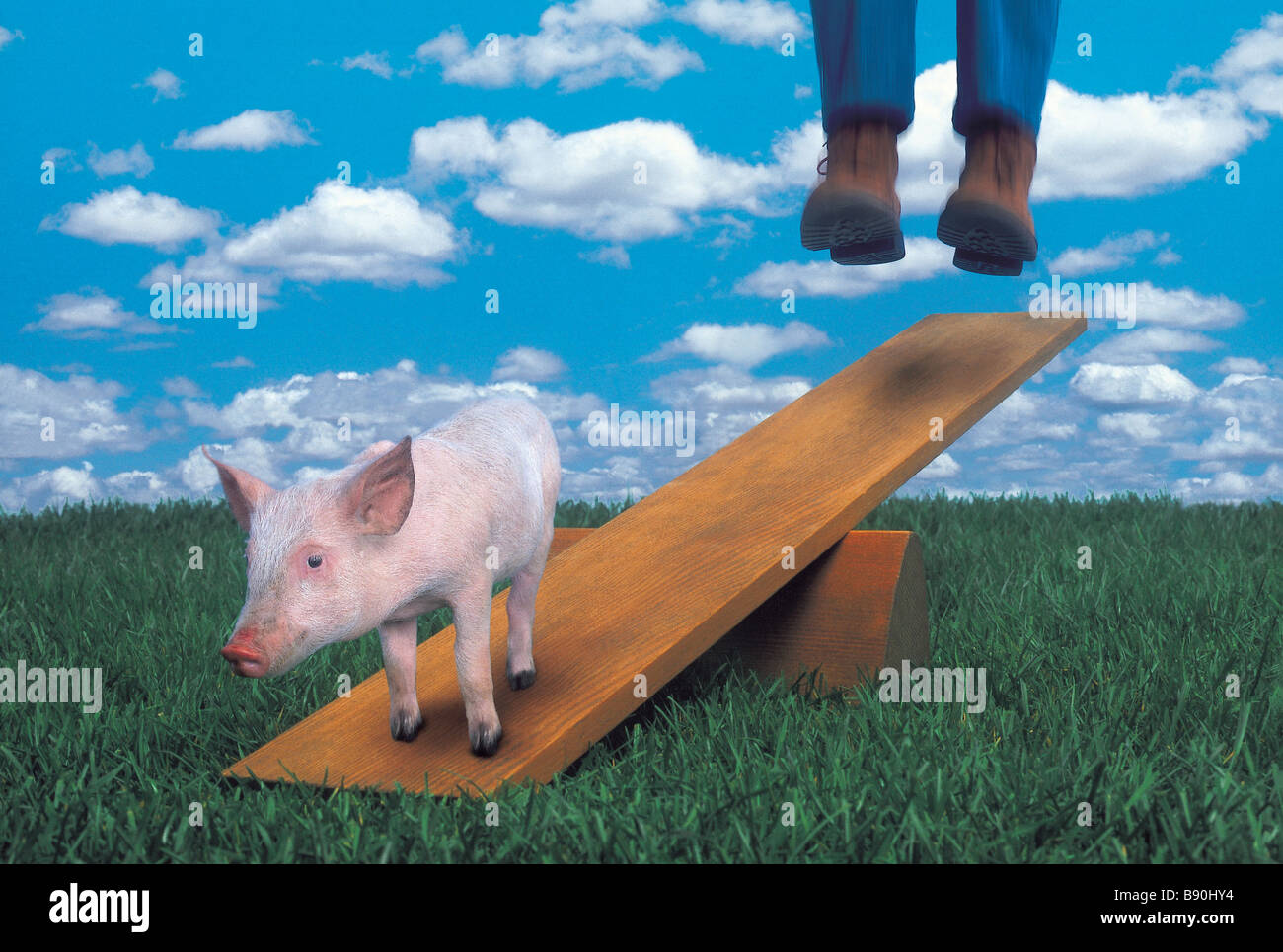 FL3112, KITCHIN/HURST; Schwein zu sein springboarded in die Flucht Stockfoto