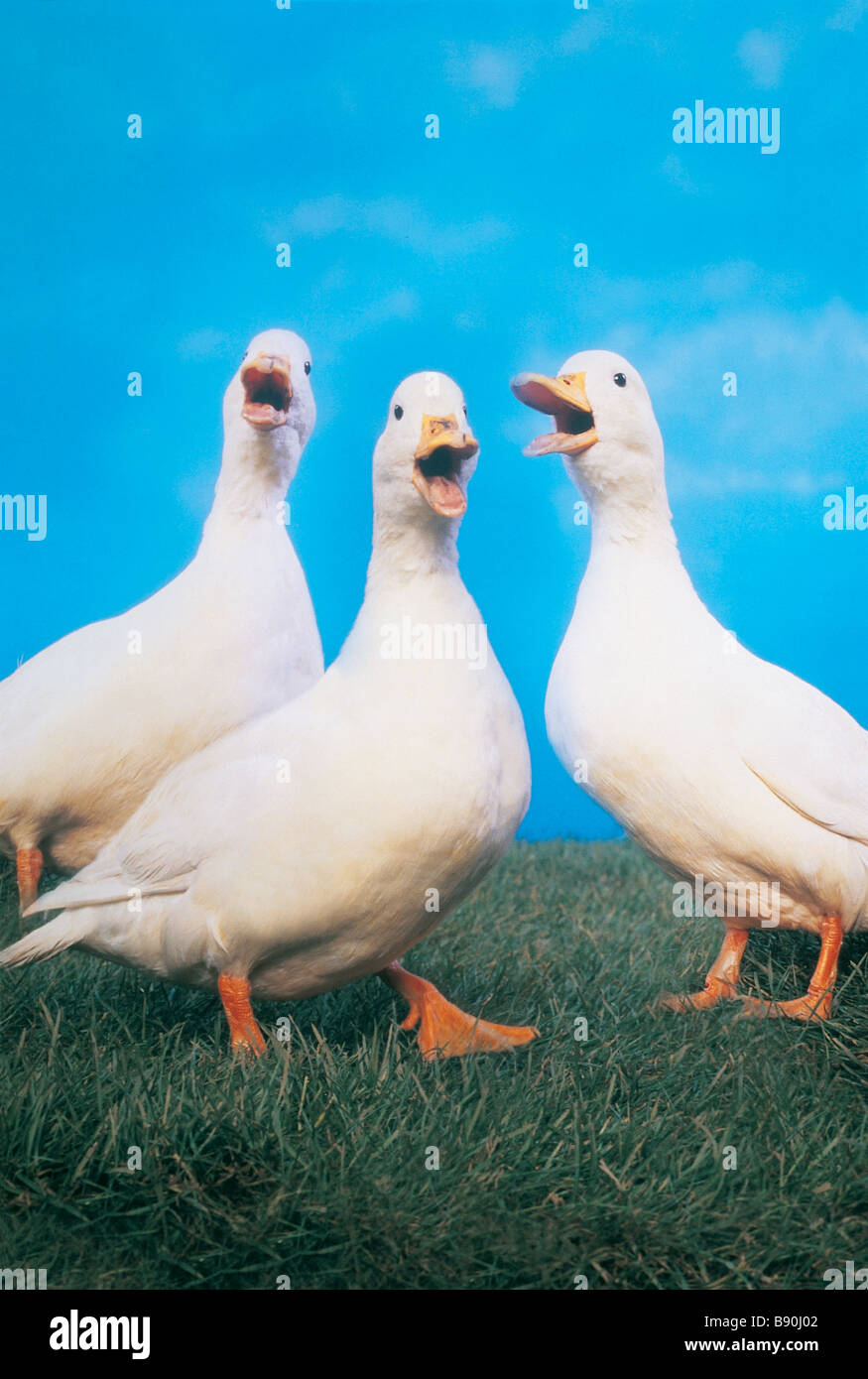 FL3116, KITCHIN/HURST; Drei weiße Enten Stockfoto