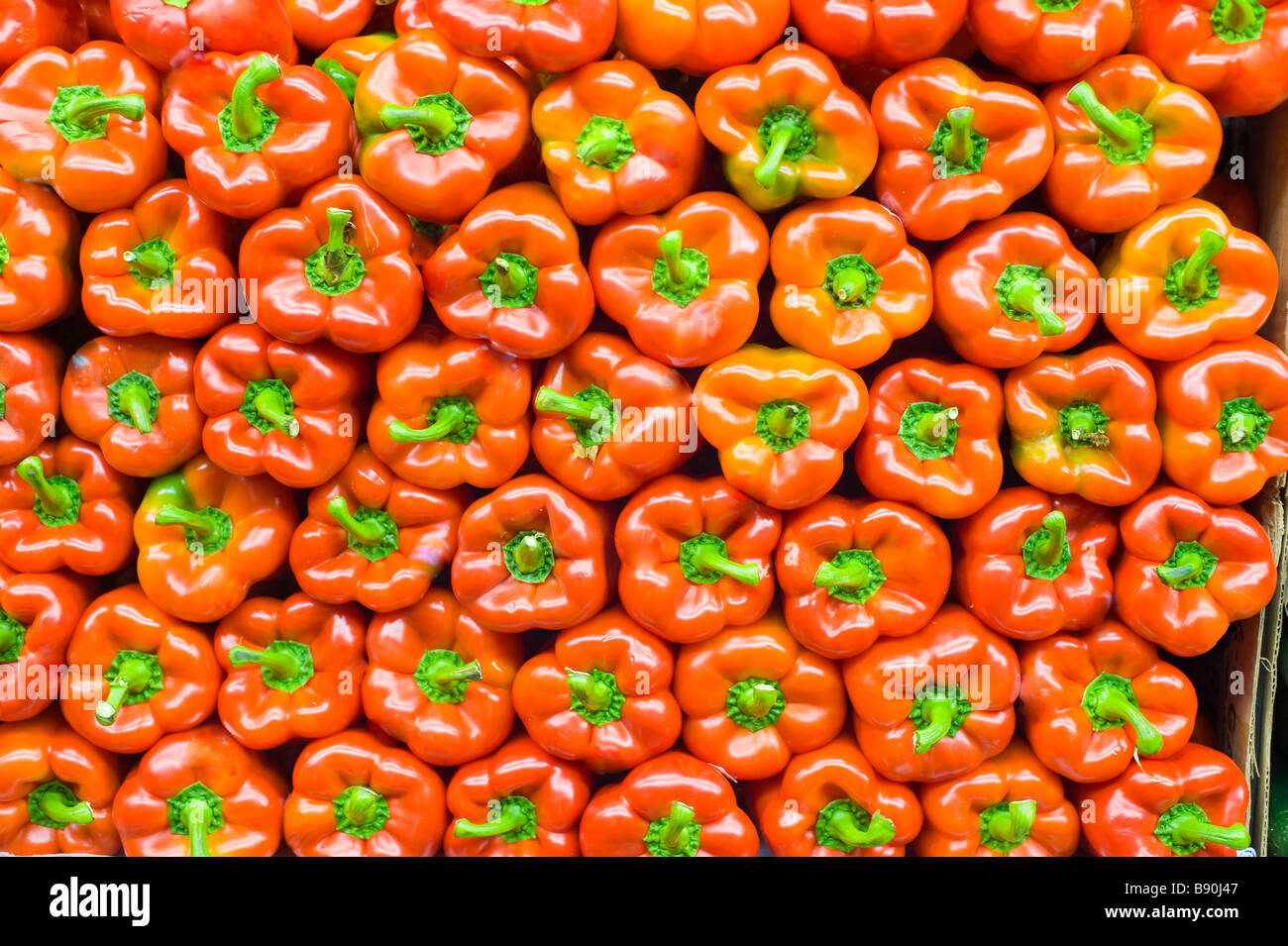 Leuchtend rote Paprika symmetrisch aufgereiht Stockfoto