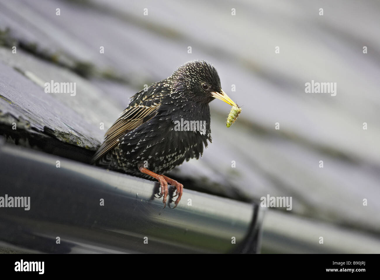 Star (Sturnus Vulgaris), Erwachsene mit Caterpillar für Küken Dachrinnen Haus gehockt Stockfoto