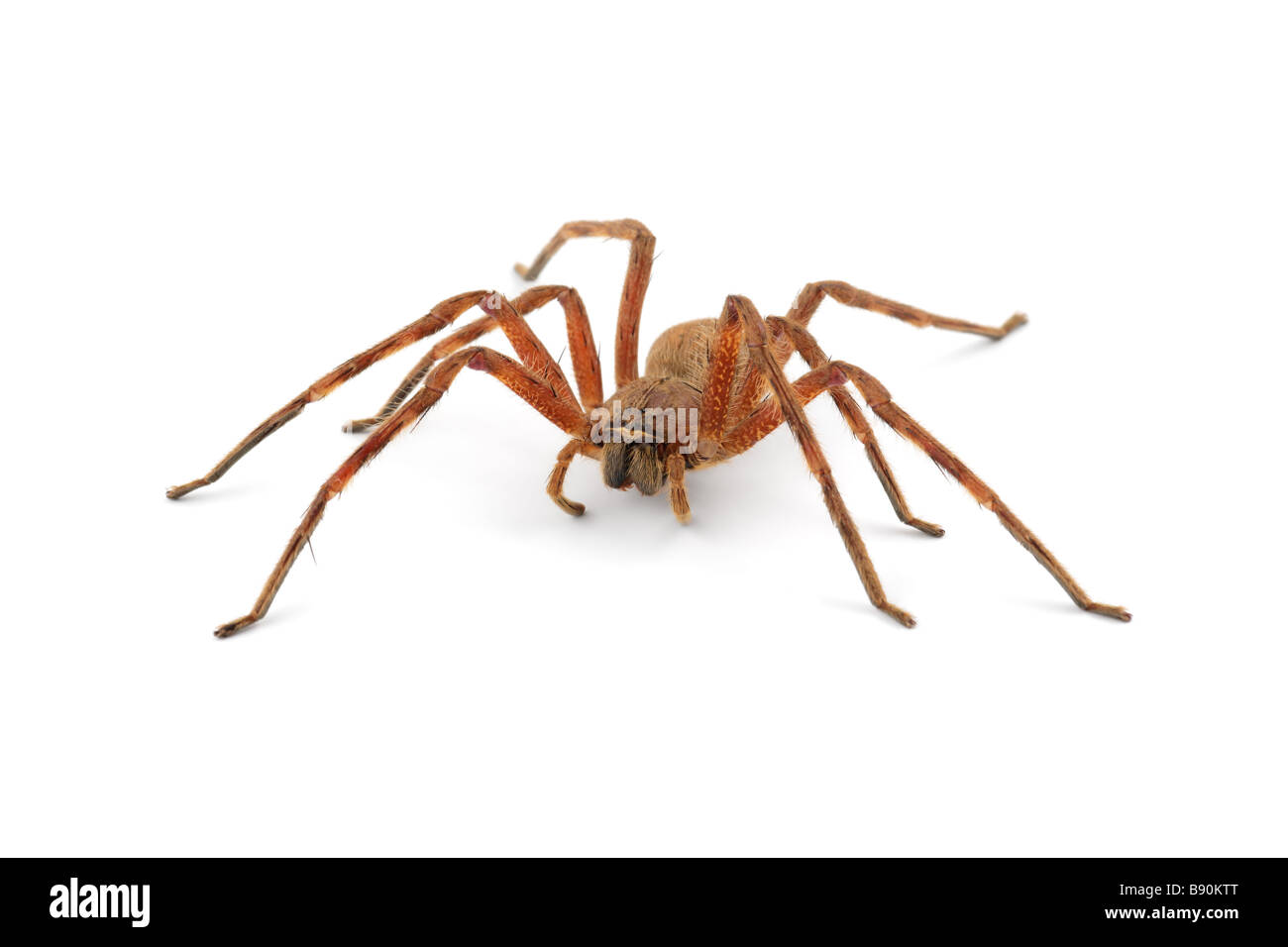 Haarige Spinne Ausgeschnittene Stockfotos und -bilder - Alamy