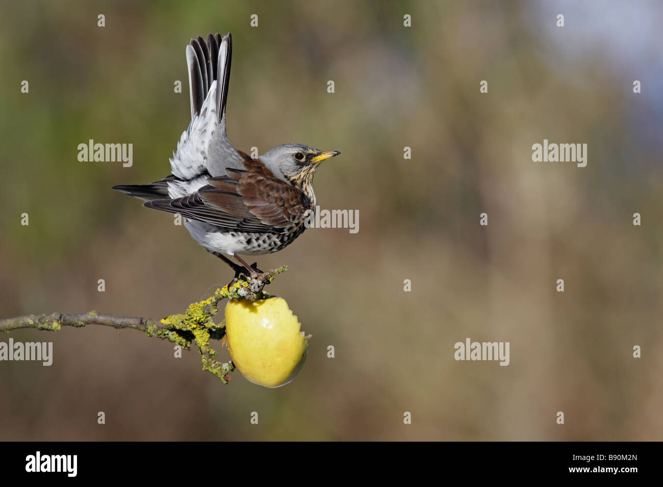 Wacholderdrossel Turdus Pilaris thront auf apple Stockfoto