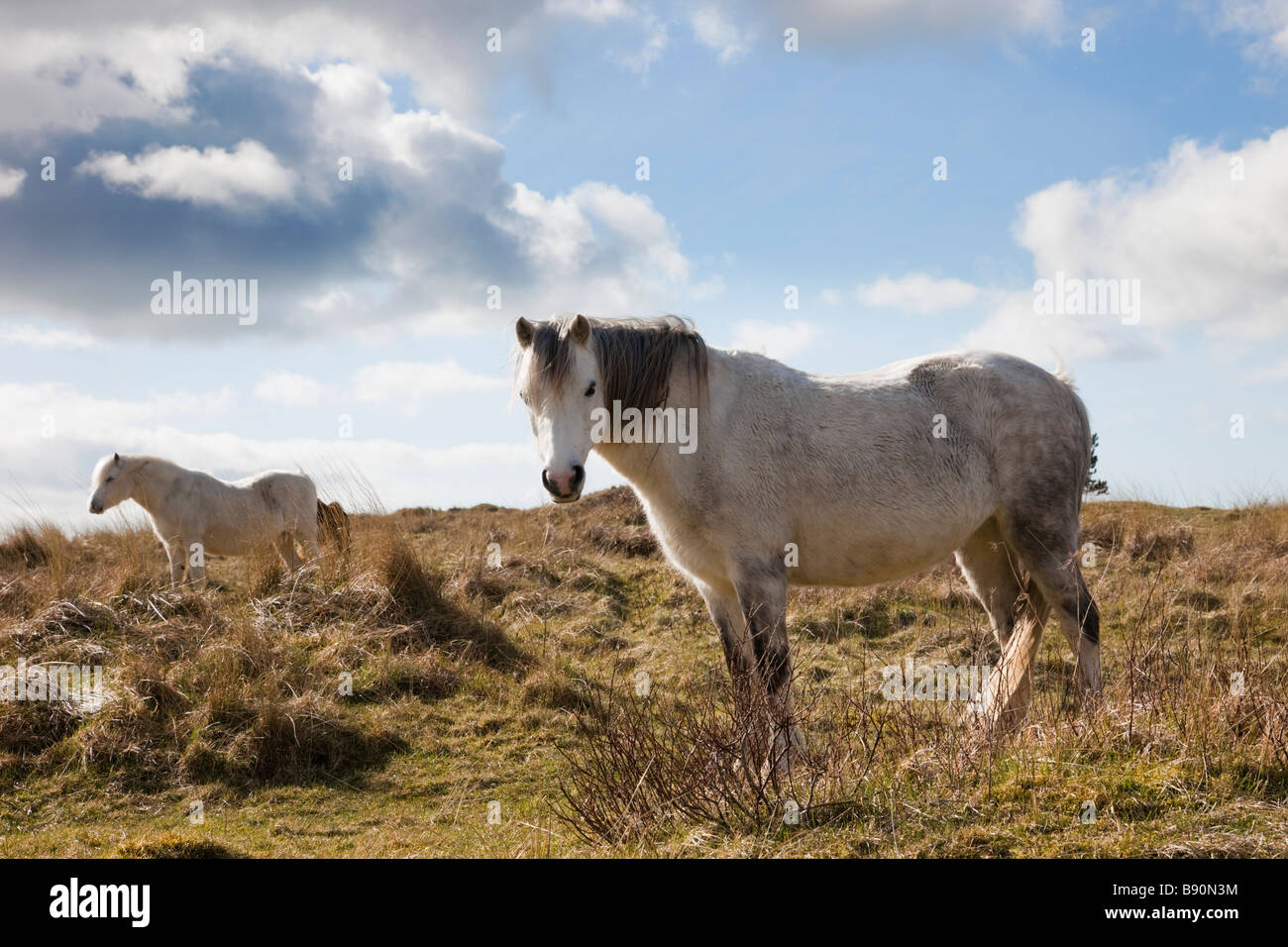 Newborough Warren Anglesey North Wales UK Welsh Mountain Ponys auf Dünen in eine nationale Natur-Reserve, Lebensraum zu kontrollieren Stockfoto