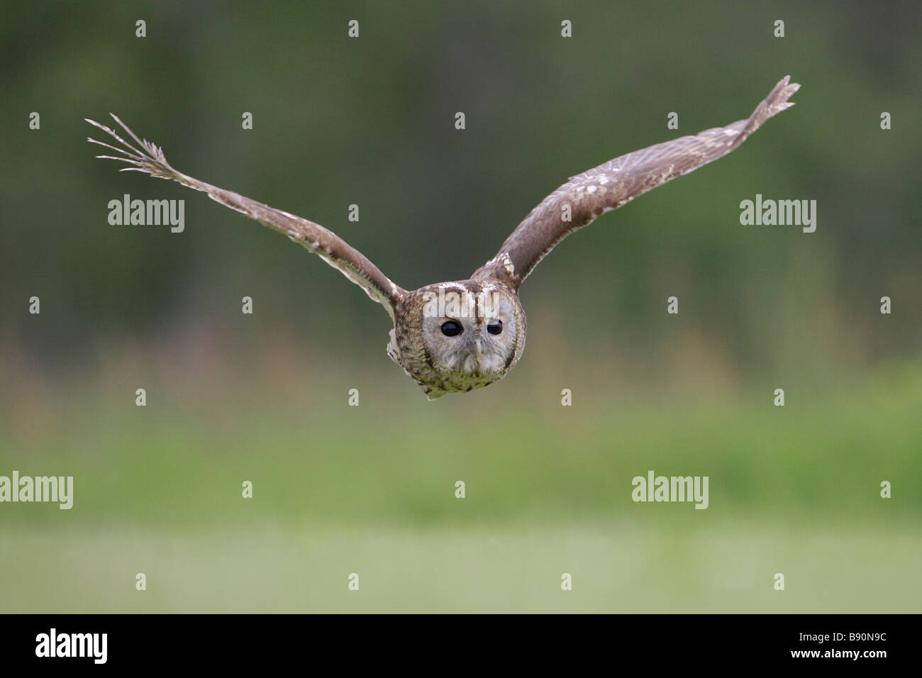 Waldkauz (Strix Aluco), Erwachsene im Flug Stockfoto