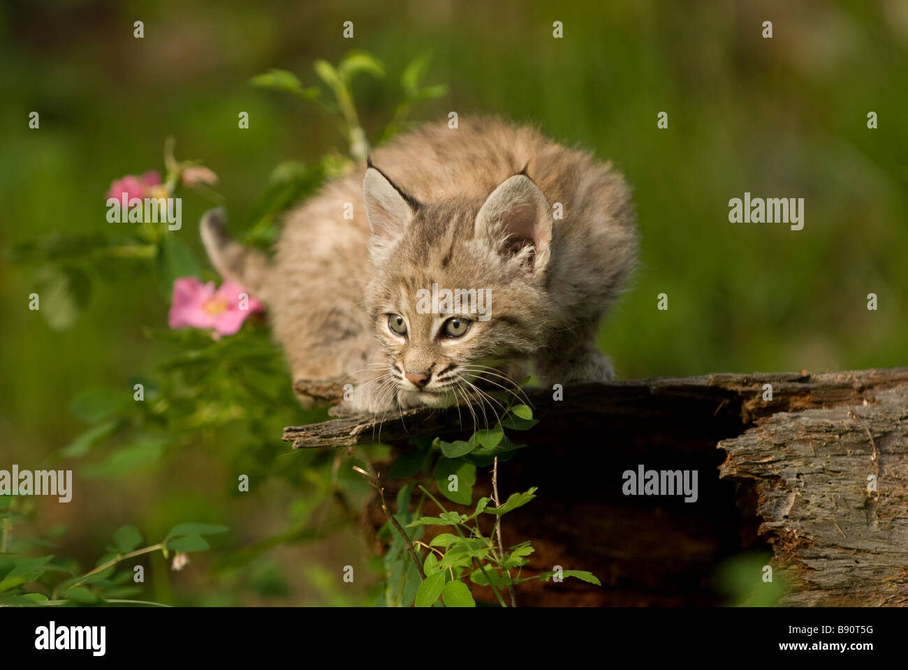 Bobcat Kätzchen bequem entspannen auf einem Baumstamm und schaut sich um, was in seiner Umgebung vor sich geht Stockfoto