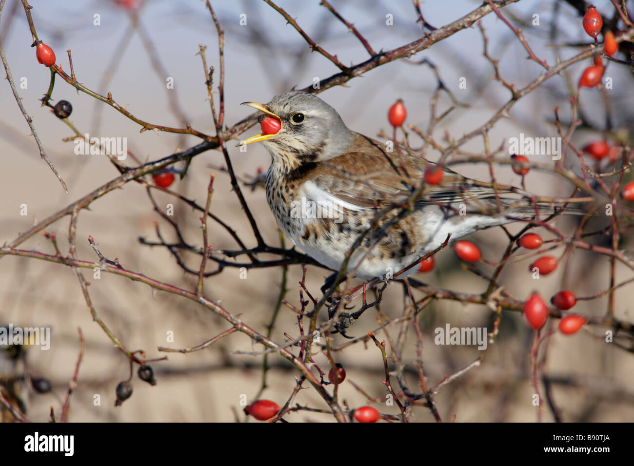 Wacholderdrossel Turdus Pilaris Beeren essen Stockfoto