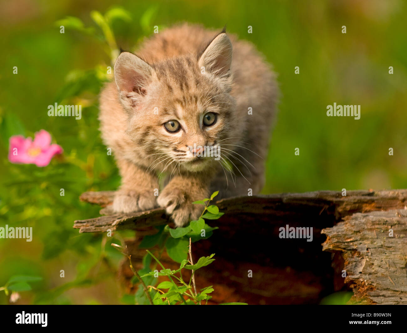 Sehr nettes Foto eines Bobcat-Kitten Problemfälle auf Bewegungen in der Umgebung Stockfoto