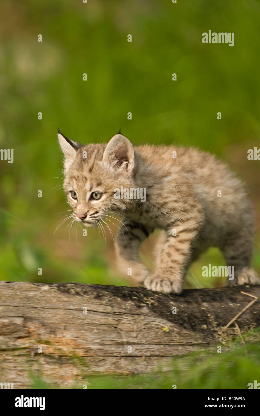 Bobcat Kätzchen zu Fuß über die gefallenen Baumstamm Stockfoto