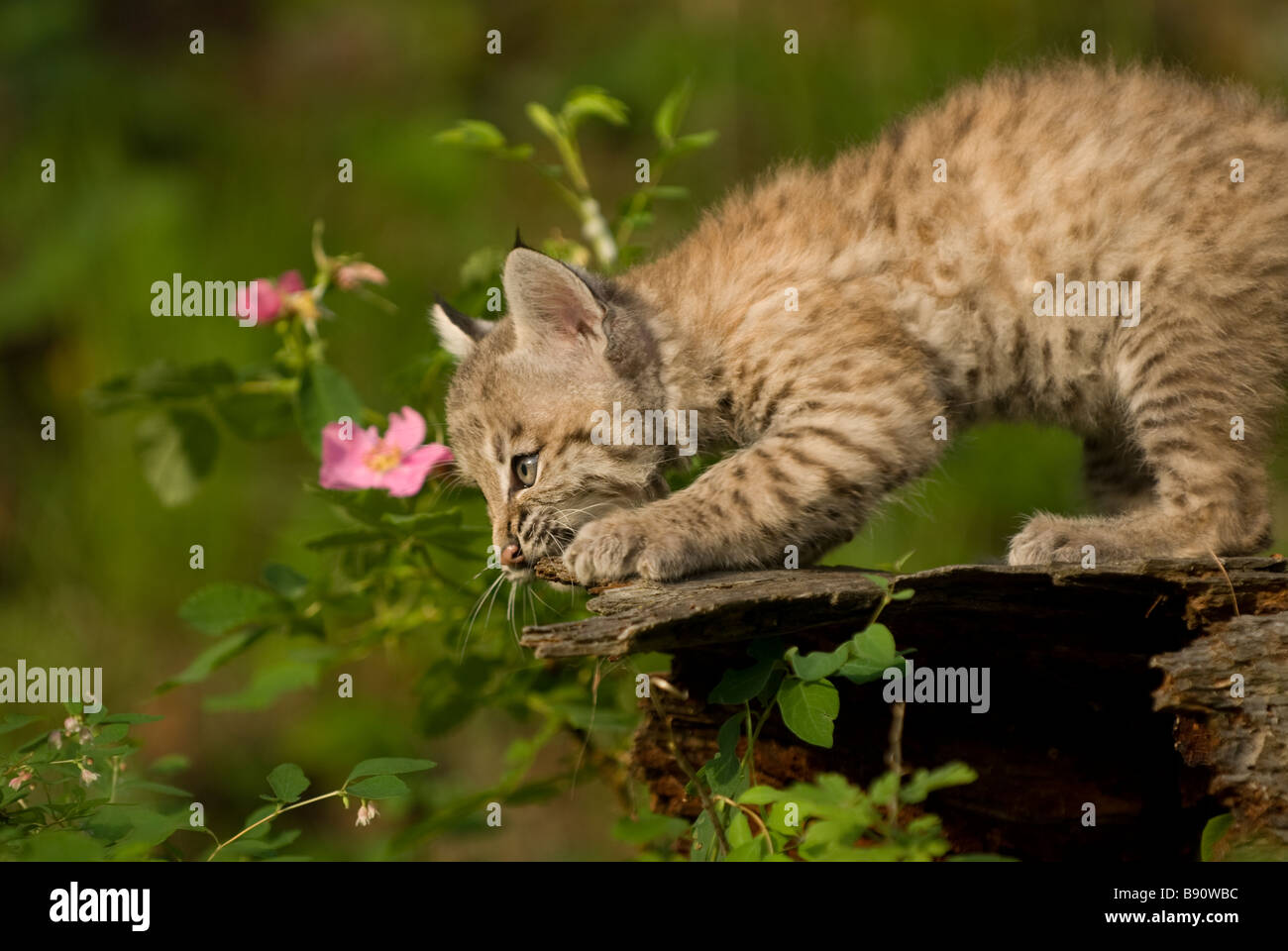 Bobcat Kätzchen nagt an den Rand eines Protokolls Stockfoto