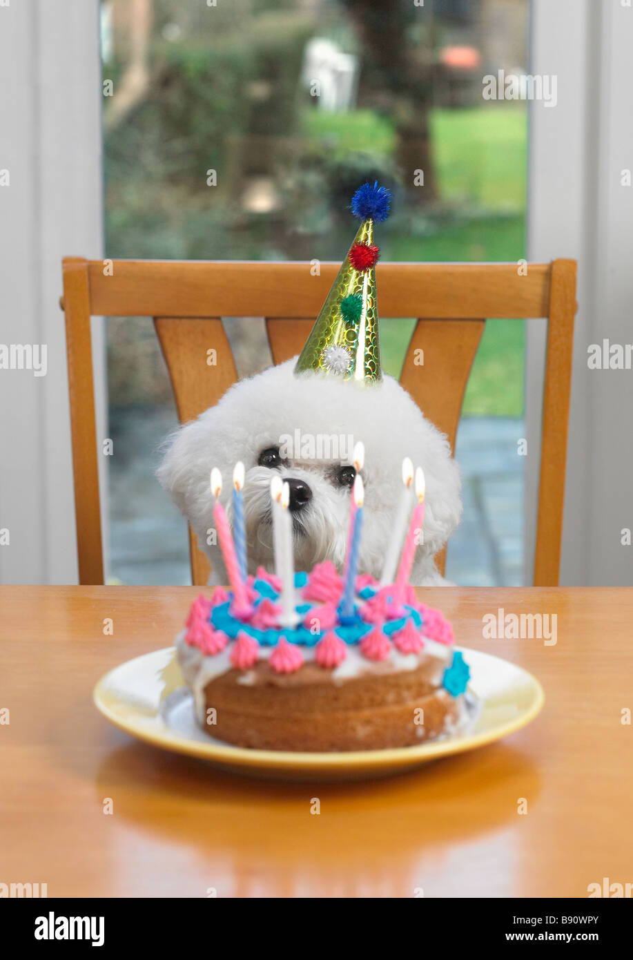 Hund mit Geburtstagstorte Stockfoto