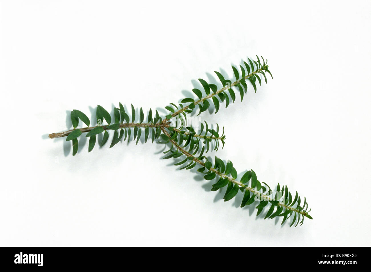 Grüne Blumen Mytle (Melaleuca Diosmifolia), Zweig, Studio Bild Stockfoto