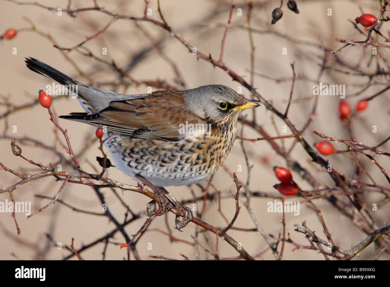 Wacholderdrossel Turdus Pilaris Beeren essen Stockfoto