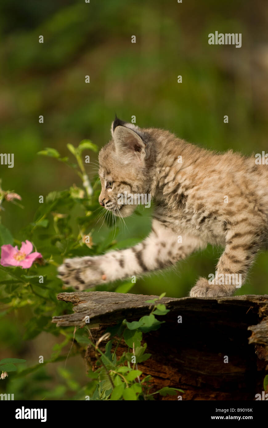 Bobcat Kätzchen spielen mit einer Blume in einem Feld Stockfoto