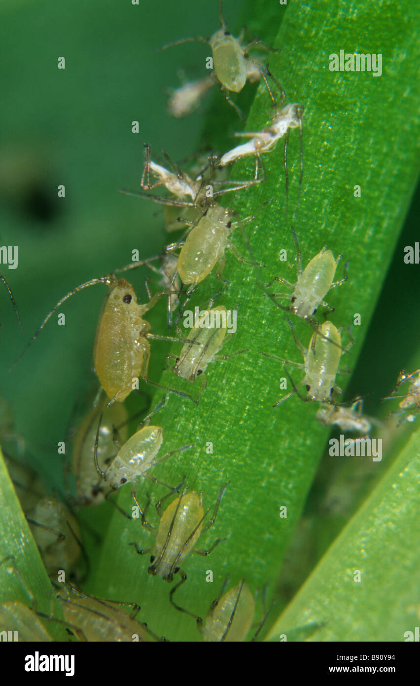 Schalotten-Blattlaus Myzus Ascalonicus Befall auf einem Pflanzenstängel Stockfoto