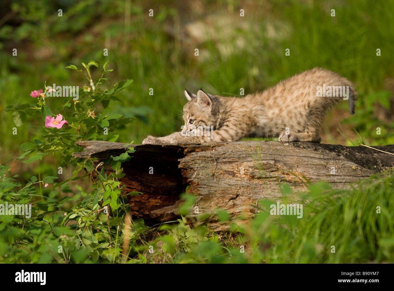 Bobcat Kätzchen stretching und kratzen seine Krallen auf einem Baumstamm Stockfoto
