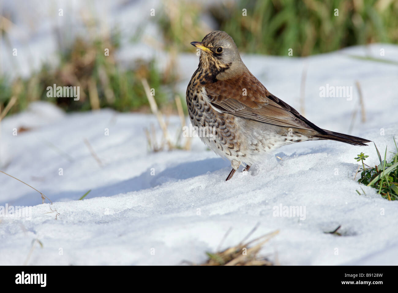 Wacholderdrossel Turdus Pilaris im Schnee Stockfoto