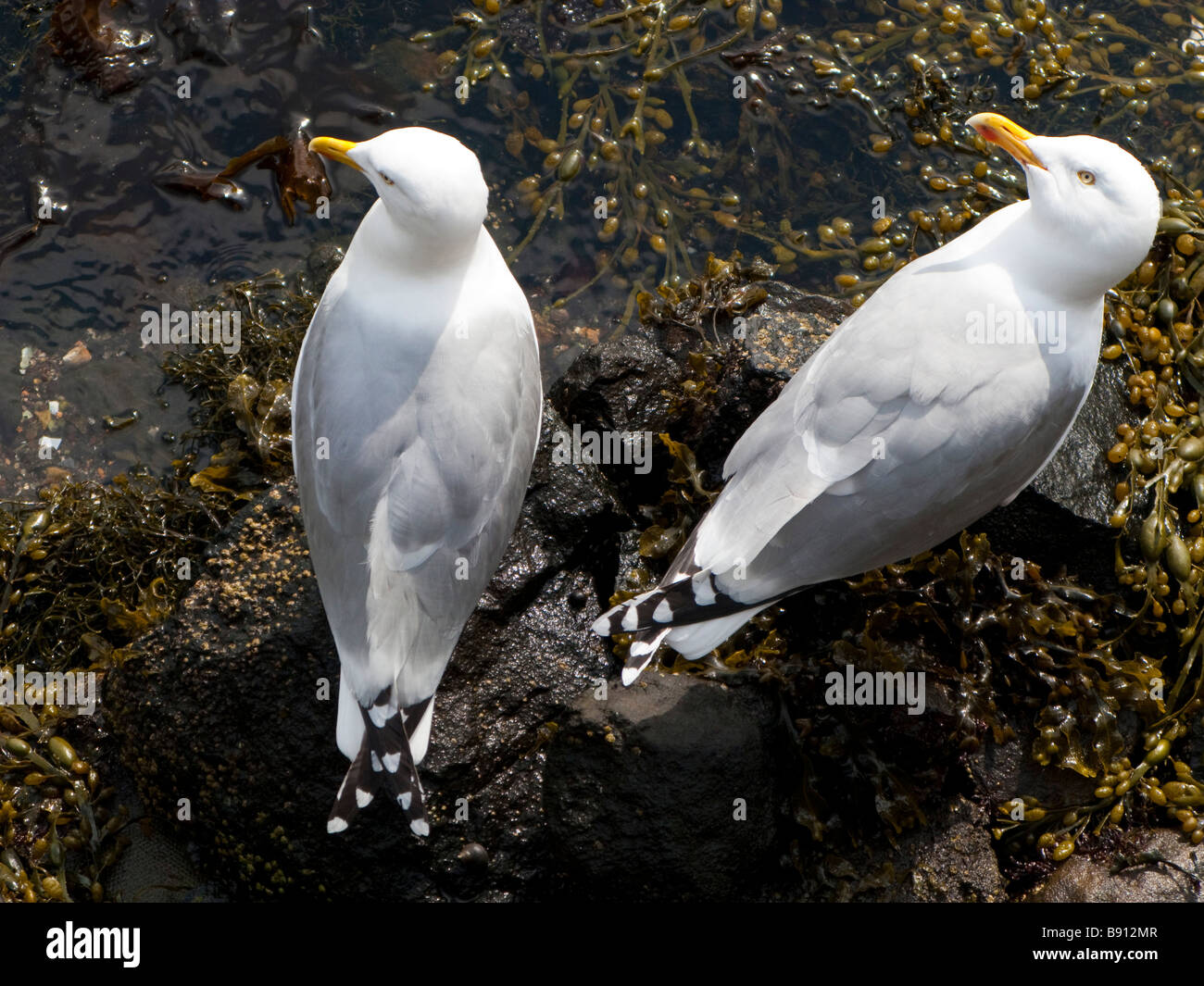 2 Silbermöwen Stockfoto