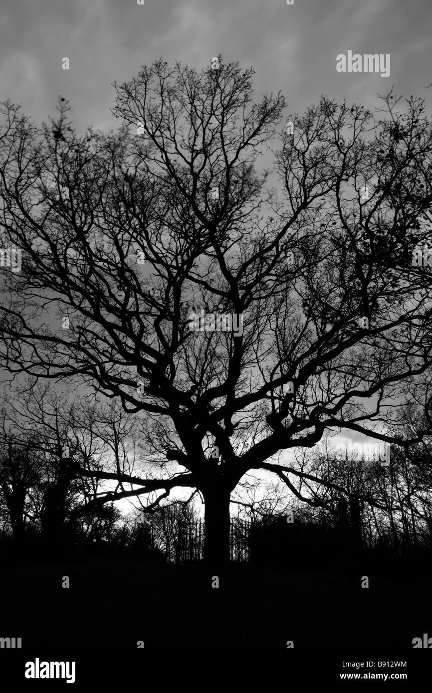 Die Eiche of Honor Baum über One Tree Hill, Ehre Eiche, London Stockfoto