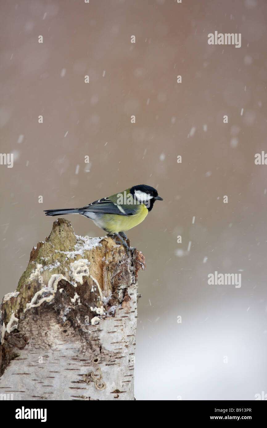 Großer Tit Parus Major in fallenden Schnee Stockfoto