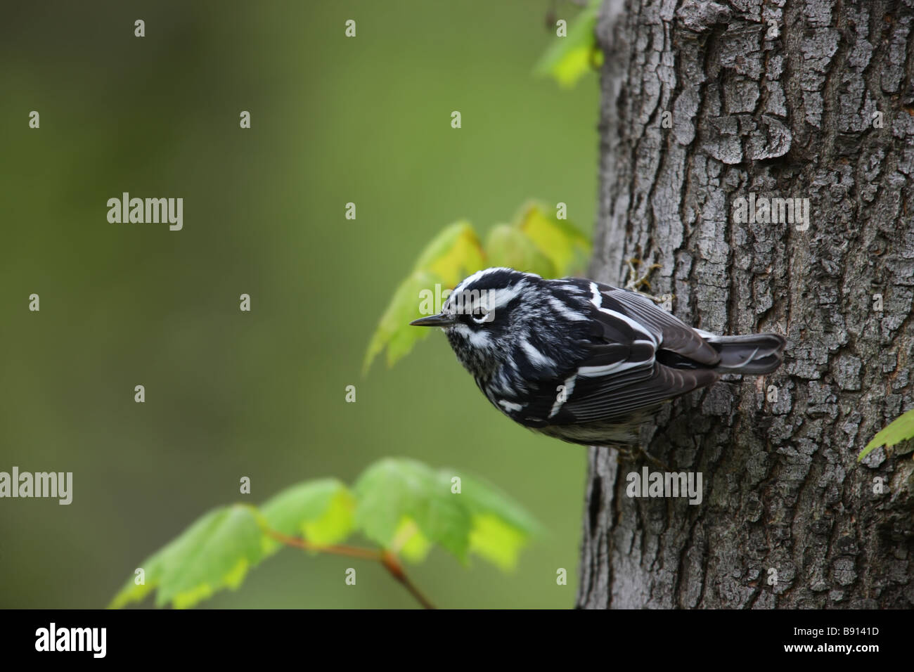 Schwarz / weiß Warbler Mniotilta Varia männlichen Frühling Migranten an einem Baumstamm Stockfoto