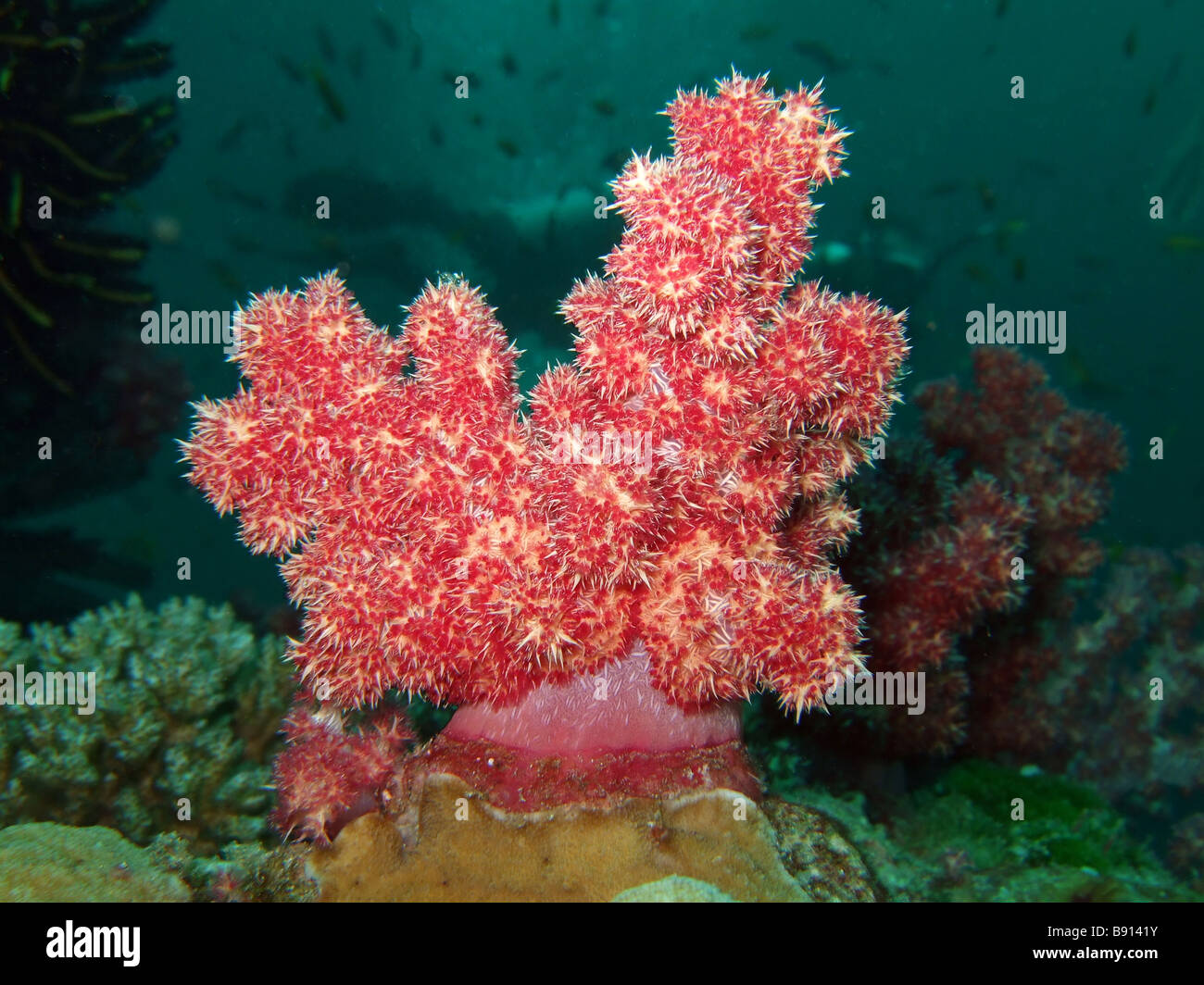 Die roten weichen Korallen Similan Inseln Stockfoto