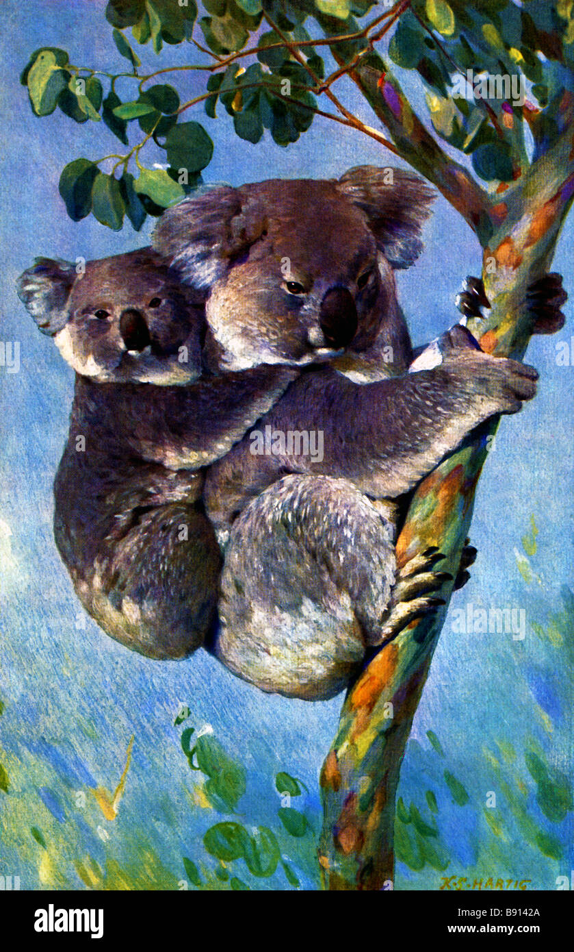 19. Jahrhundert (Brehms Tierleben) Außenillustration The Koala (Phascolarctos Cinereus) Stockfoto