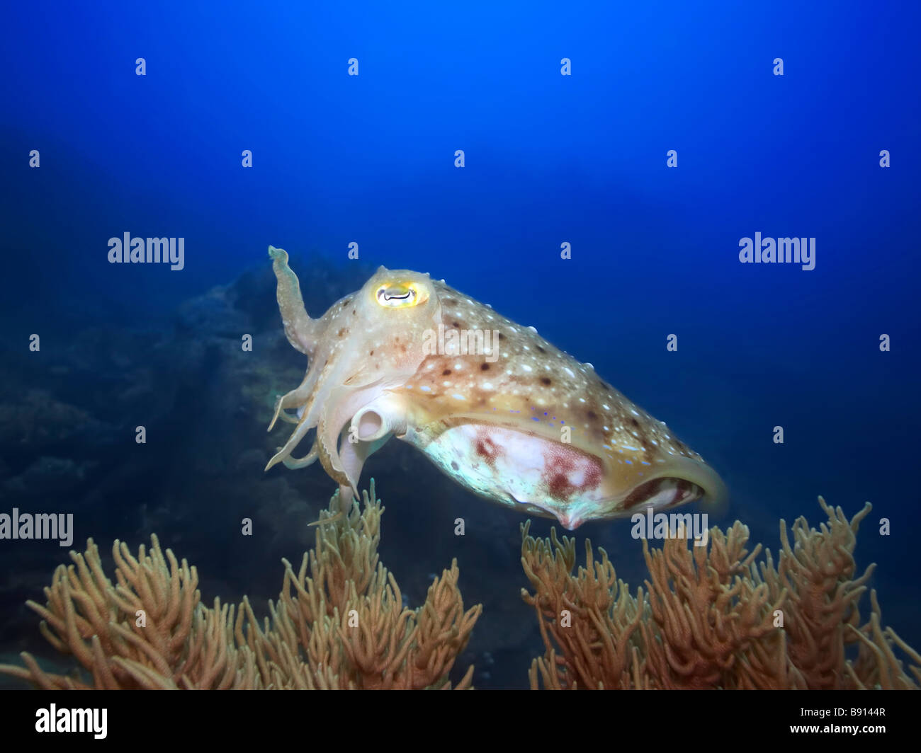 Tintenfisch Unterwasser Pazifischen Ozean Stockfoto